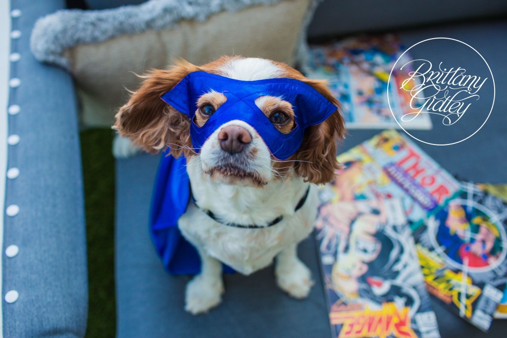Cavalier King Charles Spaniel | Downtown Cleveland | Brittany Gidley Photography LLC | Avengers Photo Shoot
