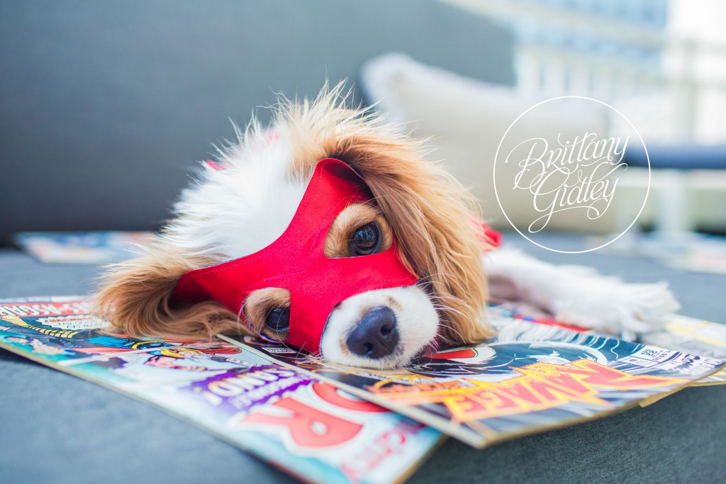 Cavalier King Charles Spaniel | Downtown Cleveland | Brittany Gidley Photography LLC | Avengers Photo Shoot