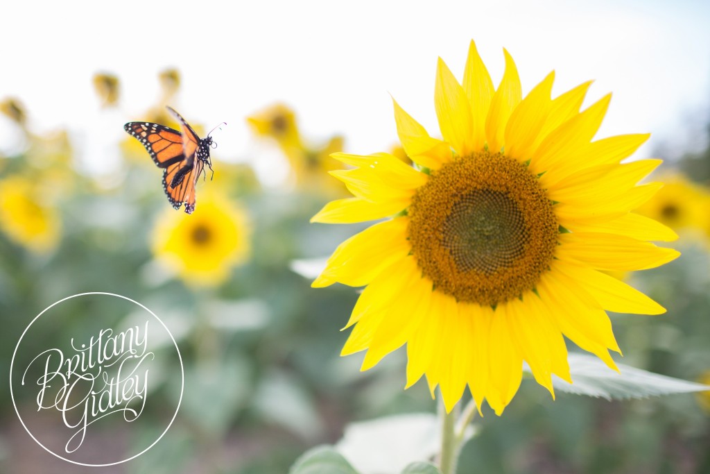 Sunflower Dream Session | Prayers From Maria | Family Photography | Cleveland Ohio