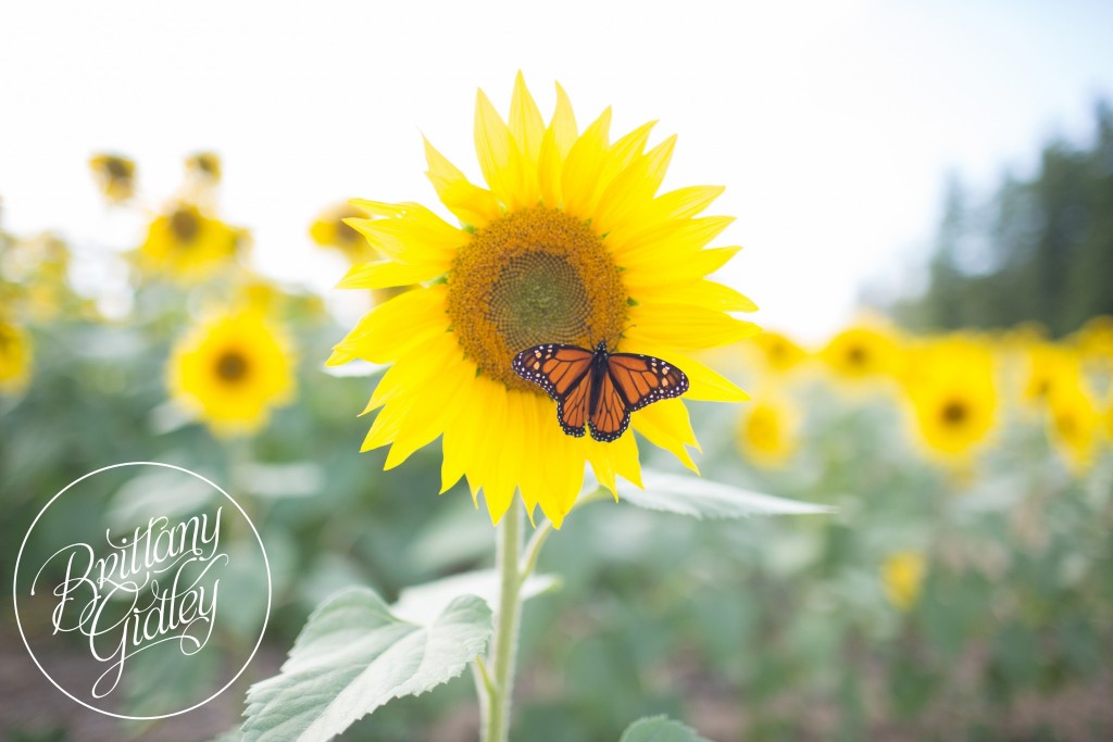 Prayers From Maria Sunflower Field | Butterflies | Cleveland, Ohio | Avon, Ohio | Photographer