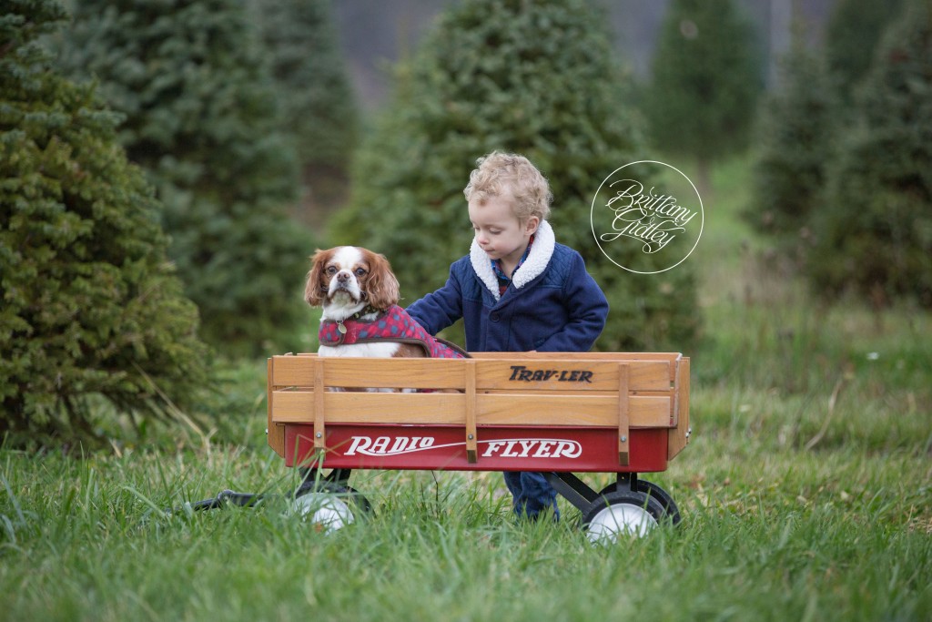 Tree Farm Dream Mini Sessions-31