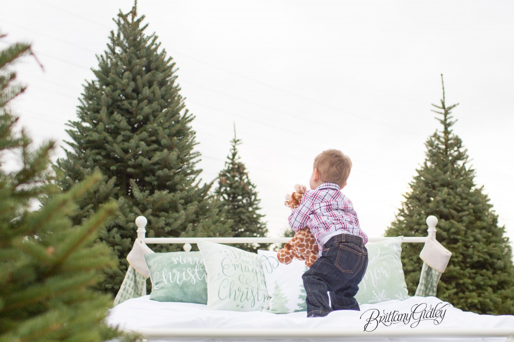Tree Farm Dream Mini Sessions-37