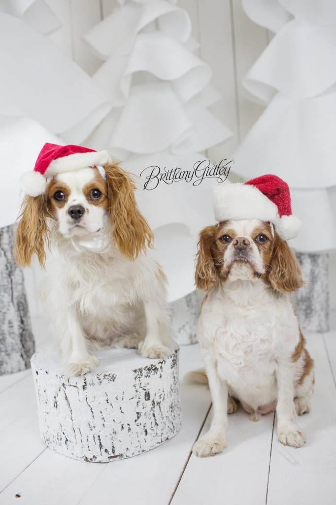 Cleveland Christmas Mini Sessions-56
