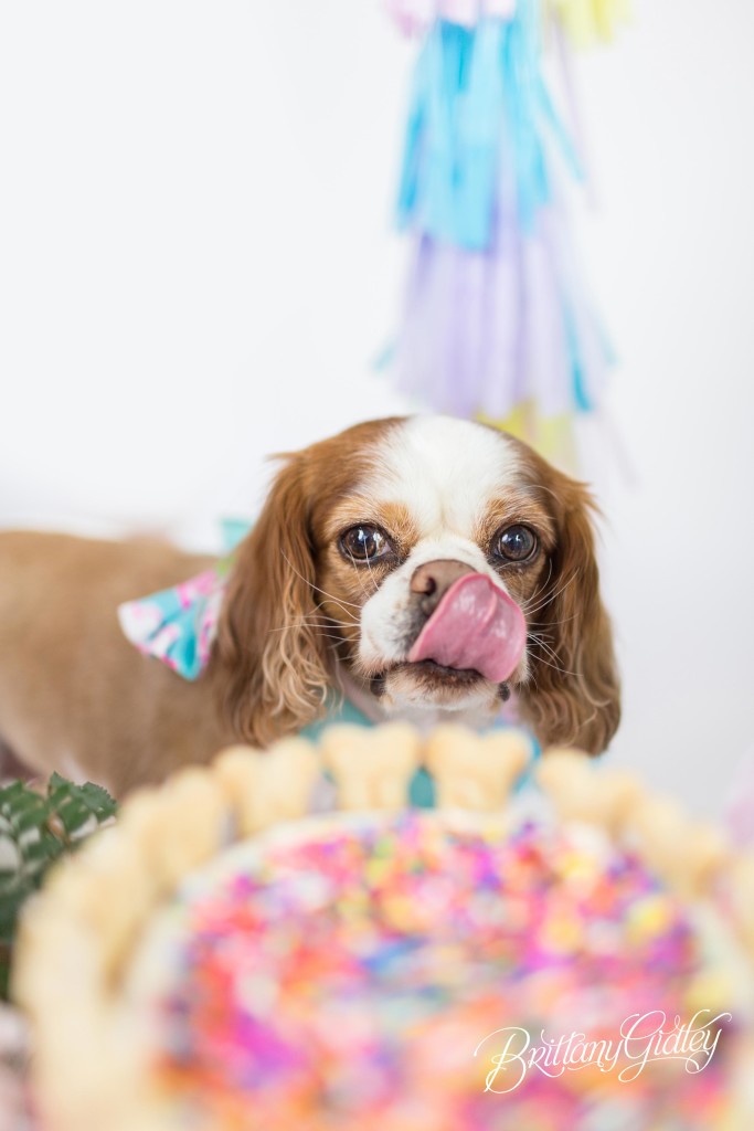 Dog Cake Smash | Dog Birthday Party Inspiration | One Stylish Party | Cavalier King Charles Spaniel | Cleveland, Ohio Studio | Start With The Best | Brittany Gidley Photography LLC
