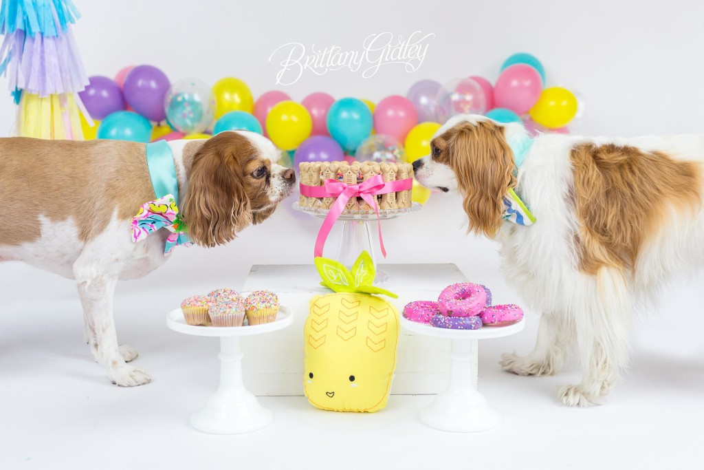 Dog Birthday Cake | Puppy Cake Smash | Dog Birthday Party Inspiration | One Stylish Party | Cavalier King Charles Spaniel | Cleveland, Ohio Studio | Start With The Best | Brittany Gidley Photography LLC