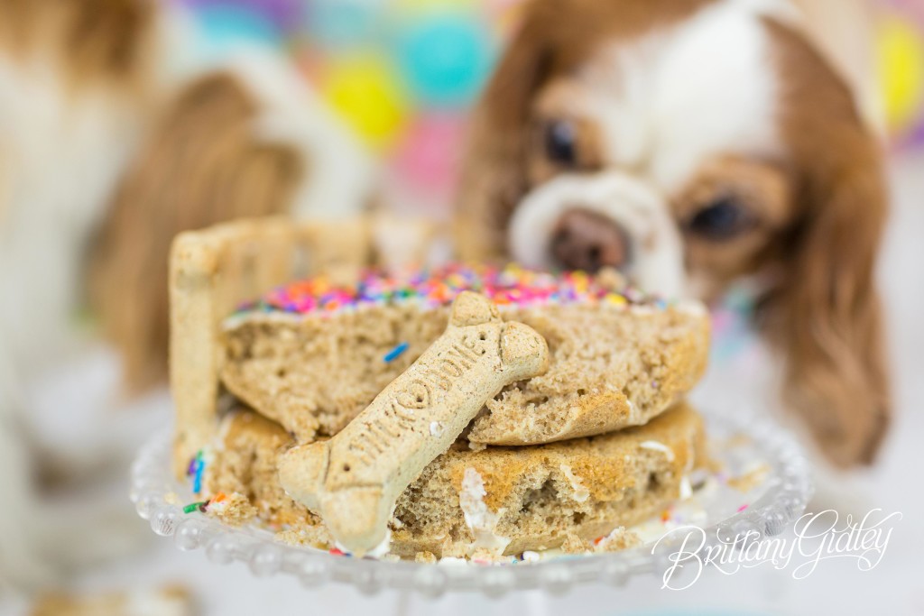 Dog Birthday Cake | Puppy Cake Smash | Dog Birthday Party Inspiration | One Stylish Party | Cavalier King Charles Spaniel | Cleveland, Ohio Studio | Start With The Best | Brittany Gidley Photography LLC