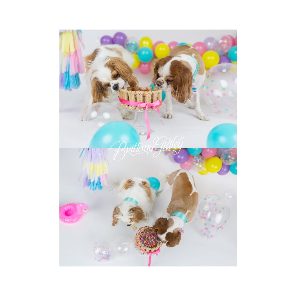 Dog Birthday Cake | Puppy Cake Smash | Dog Birthday Party Inspiration | One Stylish Party | Cavalier King Charles Spaniel | Cleveland, Ohio Studio | Start With The Best | Brittany Gidley Photography LLC