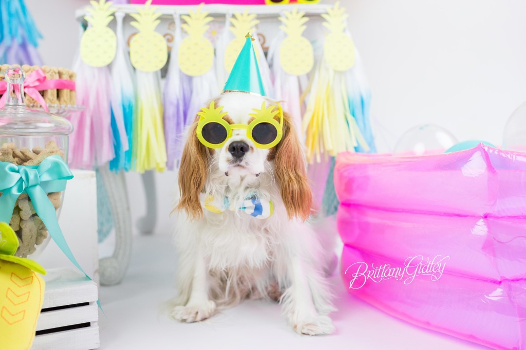Dog Cake Smash | Dog Birthday Party Inspiration | One Stylish Party | Cavalier King Charles Spaniel | Cleveland, Ohio Studio | Start With The Best | Brittany Gidley Photography LLC