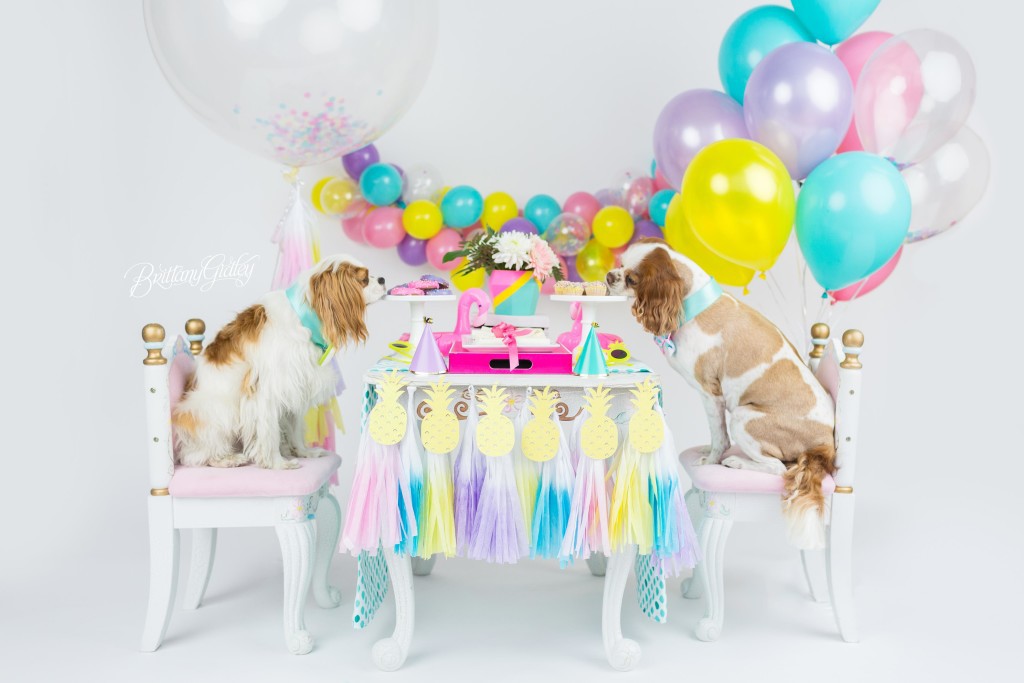Dog Cake Smash | Dog Birthday Party Inspiration | One Stylish Party | Cavalier King Charles Spaniel | Cleveland, Ohio Studio | Start With The Best | Brittany Gidley Photography LLC