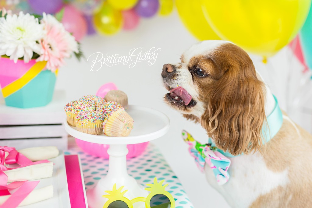 Dog Cake Smash | Dog Birthday Party Inspiration | One Stylish Party | Cavalier King Charles Spaniel | Cleveland, Ohio Studio | Start With The Best | Brittany Gidley Photography LLC