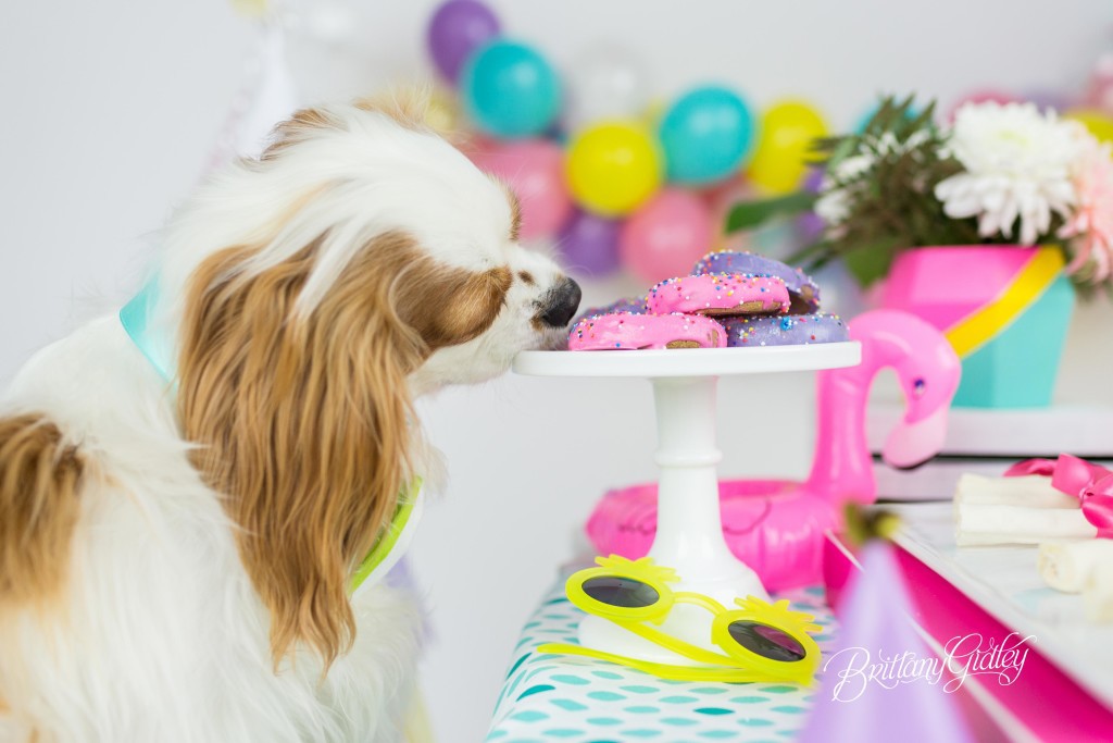Puppy Cake Smash | Dog Birthday Party Inspiration | One Stylish Party | Cavalier King Charles Spaniel | Cleveland, Ohio Studio | Start With The Best | Brittany Gidley Photography LLC