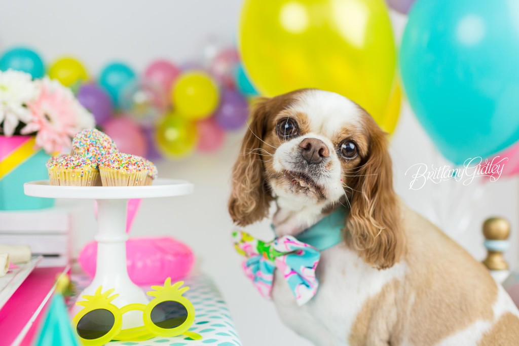 Puppy Cake Smash | Dog Birthday Party Inspiration | One Stylish Party | Cavalier King Charles Spaniel | Cleveland, Ohio Studio | Start With The Best | Brittany Gidley Photography LLC