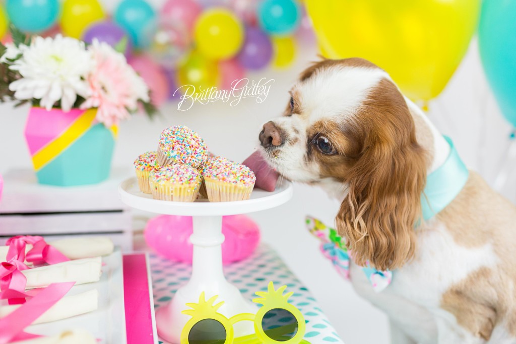 Puppy Cake Smash | Dog Birthday Party Inspiration | One Stylish Party | Cavalier King Charles Spaniel | Cleveland, Ohio Studio | Start With The Best | Brittany Gidley Photography LLC