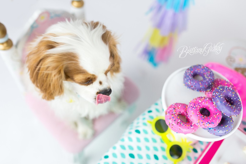 Puppy Cake Smash | Dog Birthday Party Inspiration | One Stylish Party | Cavalier King Charles Spaniel | Cleveland, Ohio Studio | Start With The Best | Brittany Gidley Photography LLC
