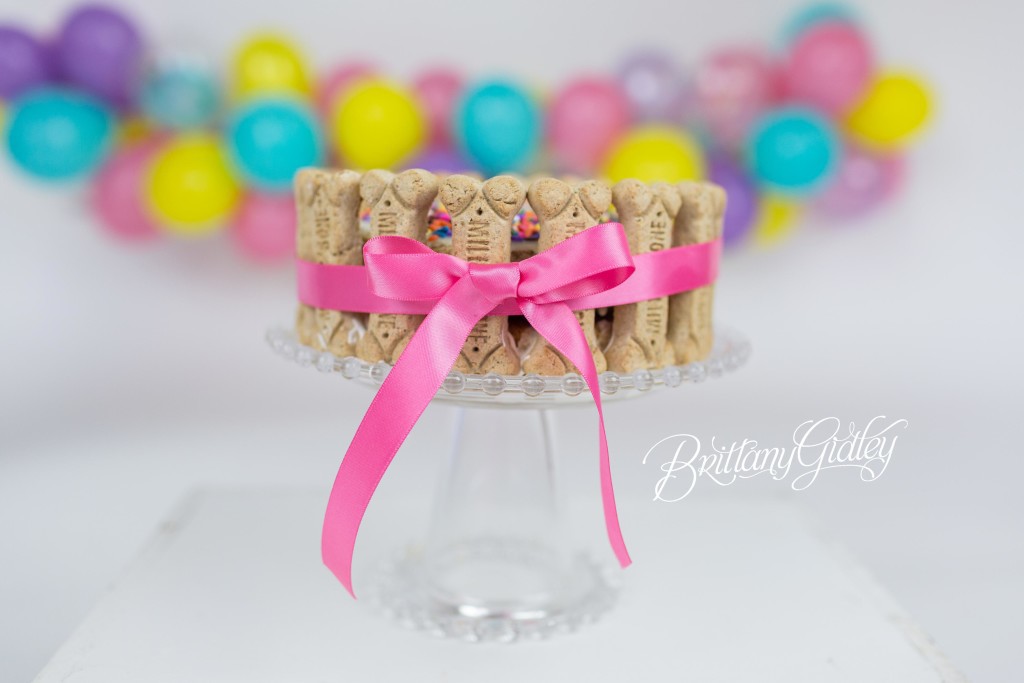 Dog Birthday Cake | Puppy Cake Smash | Dog Birthday Party Inspiration | One Stylish Party | Cavalier King Charles Spaniel | Cleveland, Ohio Studio | Start With The Best | Brittany Gidley Photography LLC