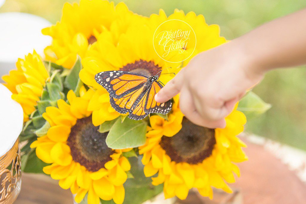 Dream Session | Tea Party | Butterflies | Wanderlust | Child Photographer | Cleveland Ohio