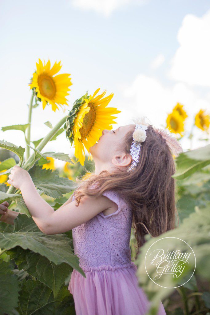 Prayers From Maria Sunflower Field | Avon Ohio | Sunflowers | Flower Field