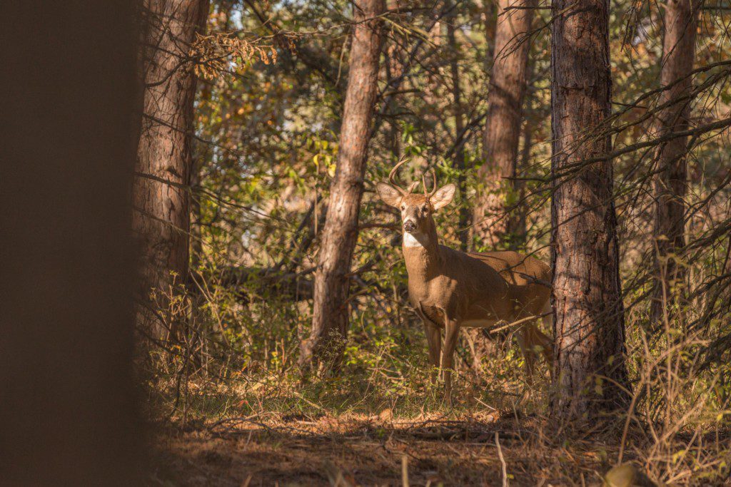 Reindeer | Brittany Gidley Photography LLC