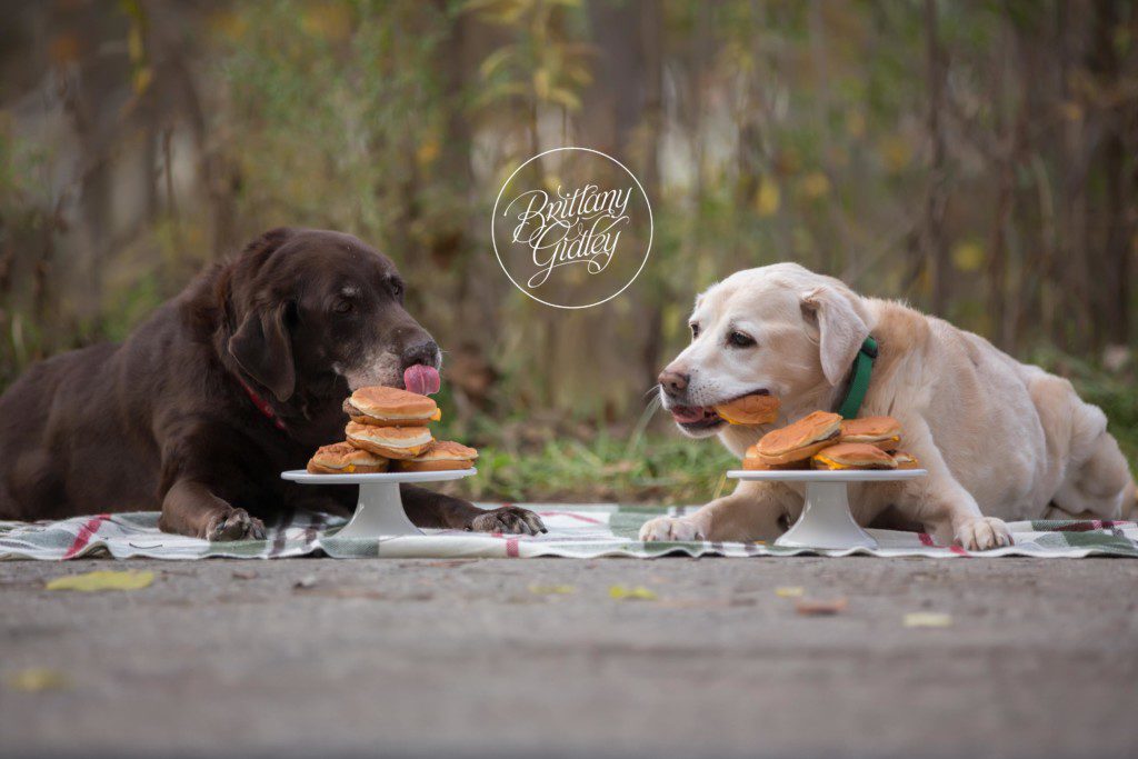 Doggy Best Day Ever | Pet Photographer |Joy Session | Start With The Best | Peninsula, Ohio