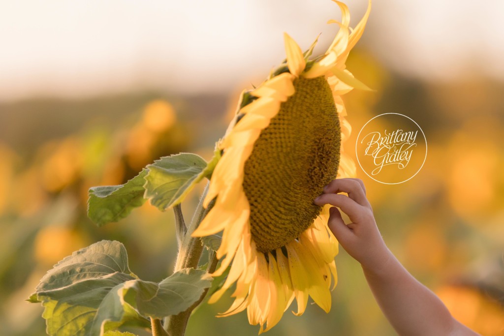 Child Photographer | Sunflower Field