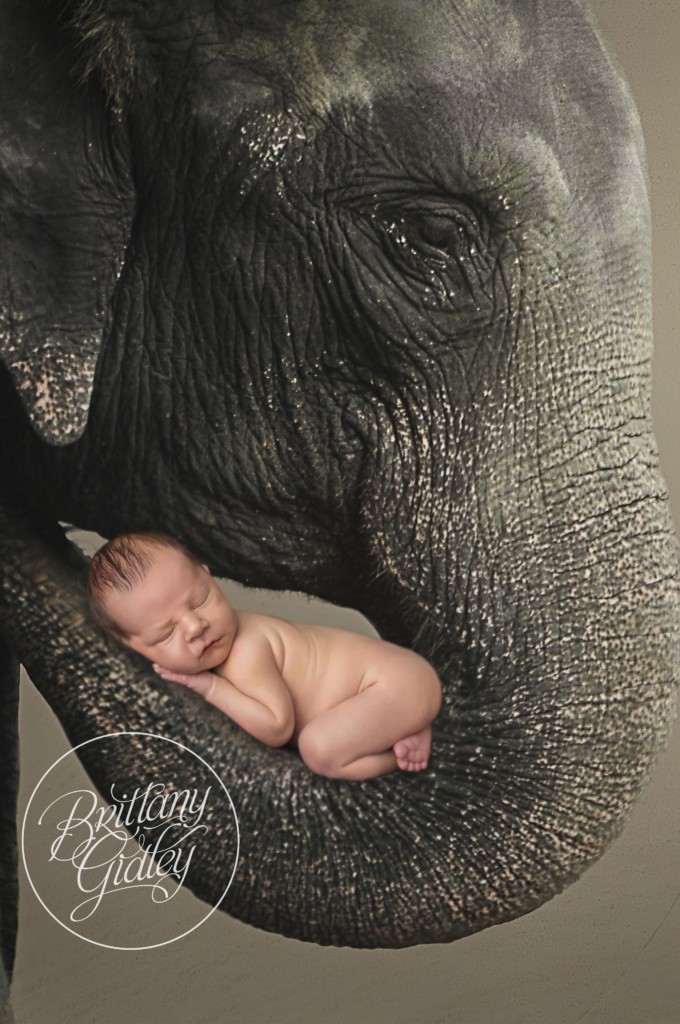 Newborn with Elephant | Newborn Composite Information | Start With The Best | Cleveland Ohio Newborn Photographer | www.brittanygidleyphotography.com