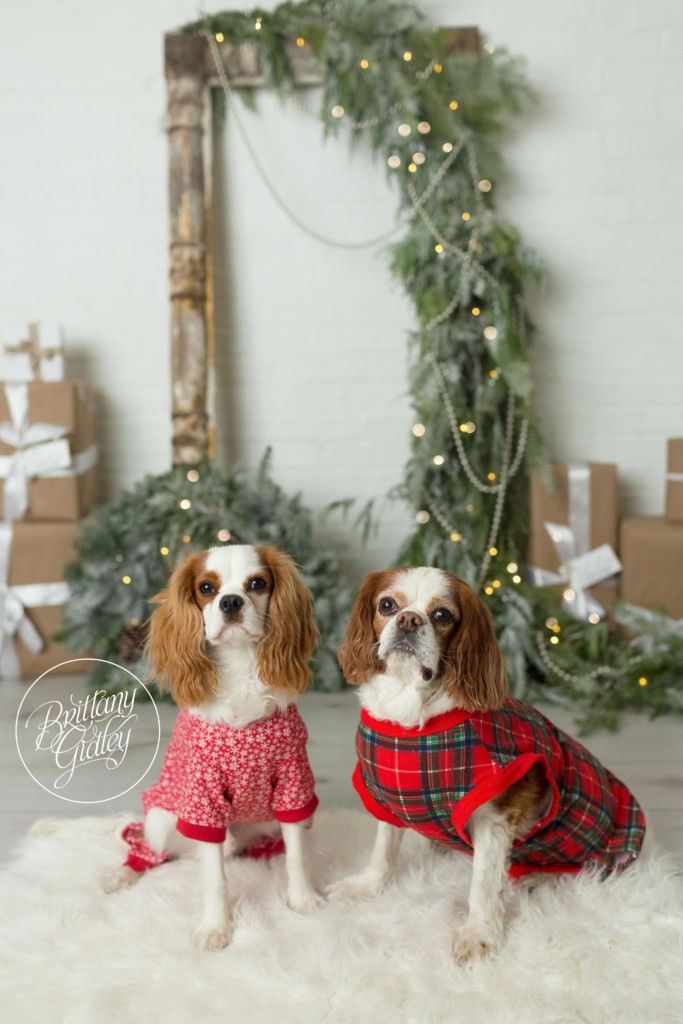 Sparkle and Shine Studio Mini Sessions | Studio Mini Session Ideas | Cavalier King Charles Spaniel | The best dog Christmas Cards