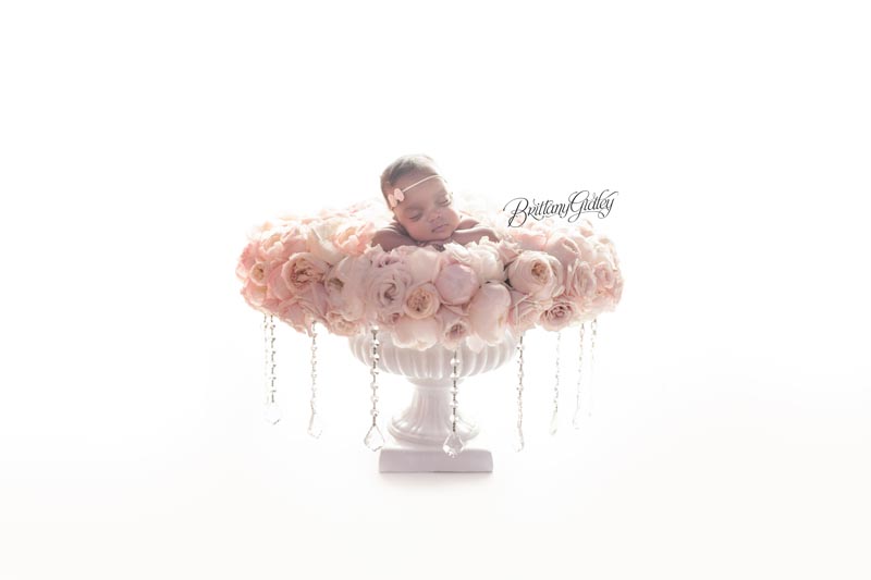 Cleveland Newborn Photographer