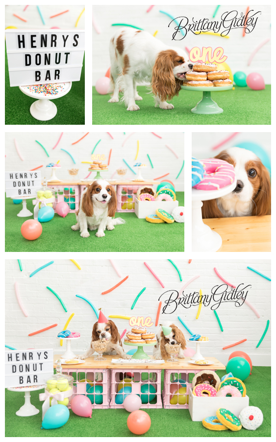 Dog Birthday Party Donut Themed | Cavalier King Charles Spaniel Party | Donut Grow Up | Doggy Donut Dream Session | Donut First Birthday Party | Brittany Gidley Photography LLC