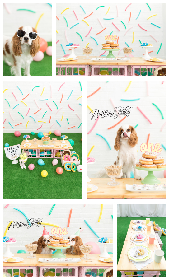 Dog Birthday Party Donut Themed | Cavalier King Charles Spaniel Party | Donut Grow Up | Doggy Donut Dream Session | Donut First Birthday Party | Brittany Gidley Photography LLC