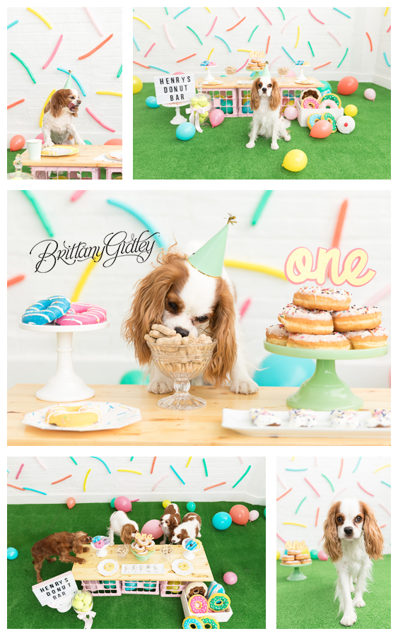 Dog Birthday Party Donut Themed | Cavalier King Charles Spaniel Party | Donut Grow Up | Donut Dream Session | Donut First Birthday Party | Brittany Gidley Photography LLC