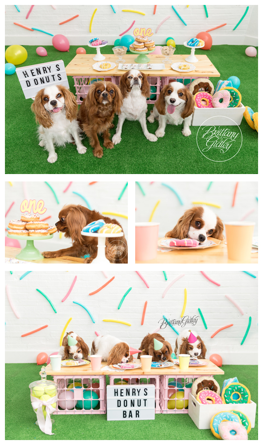 Dog Birthday Party Donut Themed | Cavalier King Charles Spaniel Party | Donut Grow Up | Donut Dream Session | Donut First Birthday Party | Brittany Gidley Photography LLC