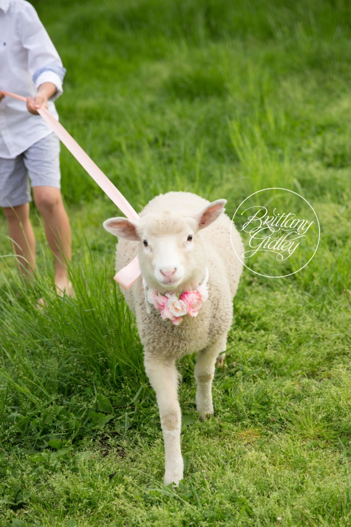 Farm Fresh Dream Session | Family Picnic on A Farm Pictures | Farm Themed Photo Shoot | Lamb Photo Shoot | Child Photo Shoot With Farm Animals | Brittany Gidley Photography LLC