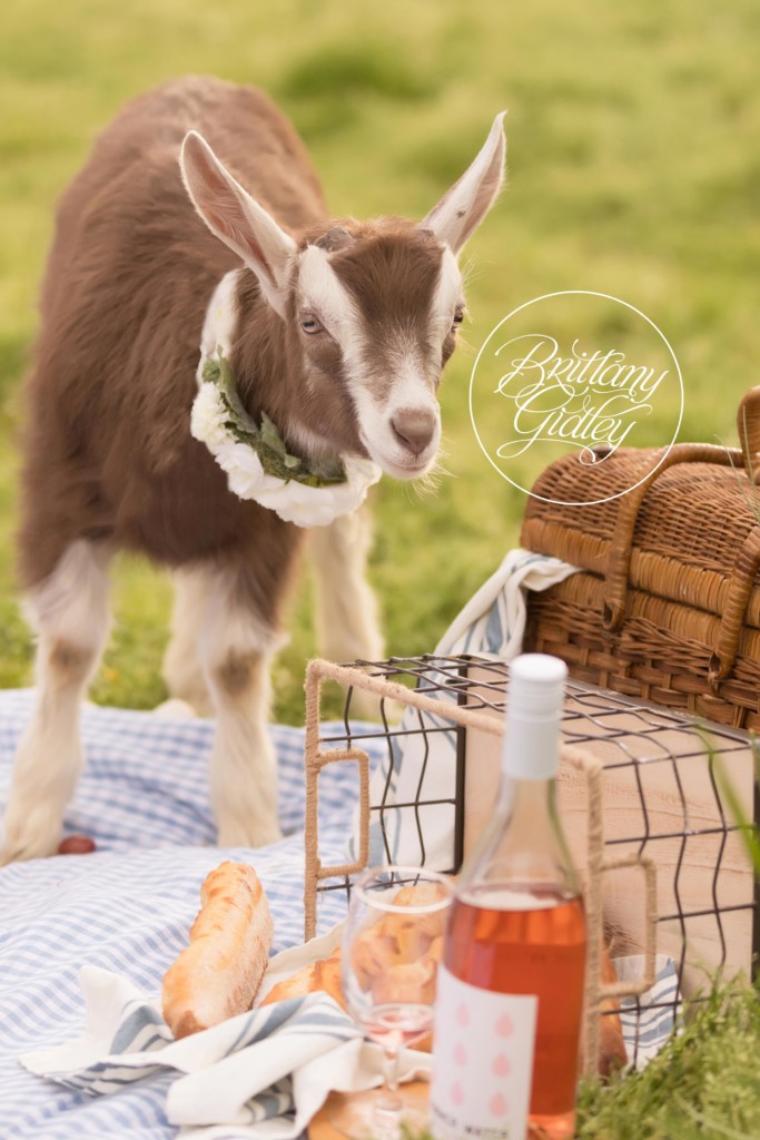 Farm Dream Session | Picnic on A Farm Pictures | Farm Themed Photo Shoot | Goat Photo Shoot | Child Photo Shoot With Farm Animals | Brittany Gidley Photography LLC