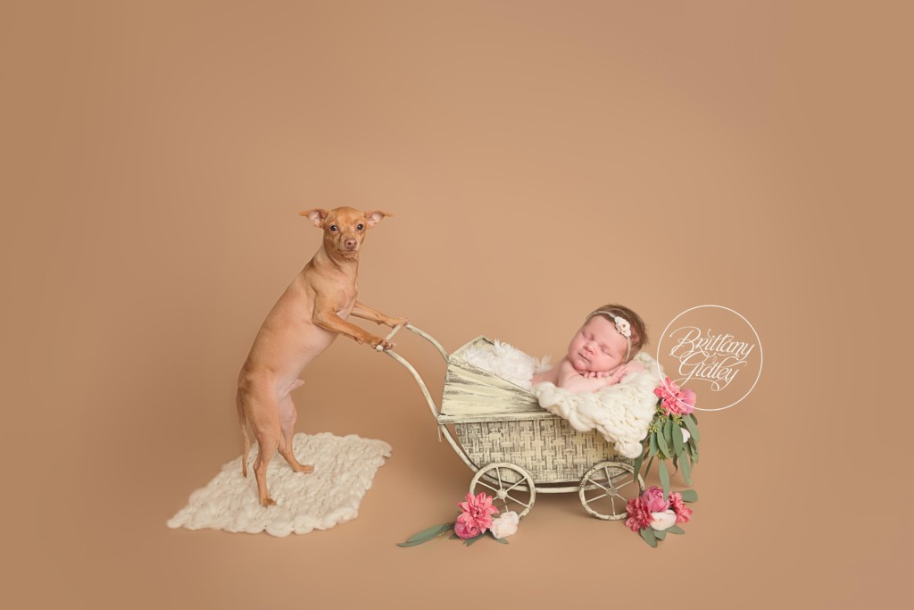 Tuna Melts My Heart Newborn Photo Shoot