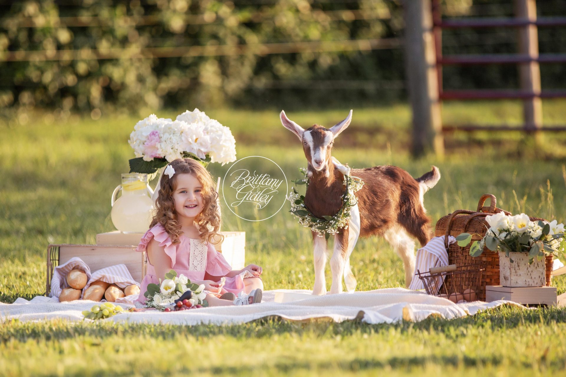 Farm Animal Dream Session | Baby Animal Photo Shoot