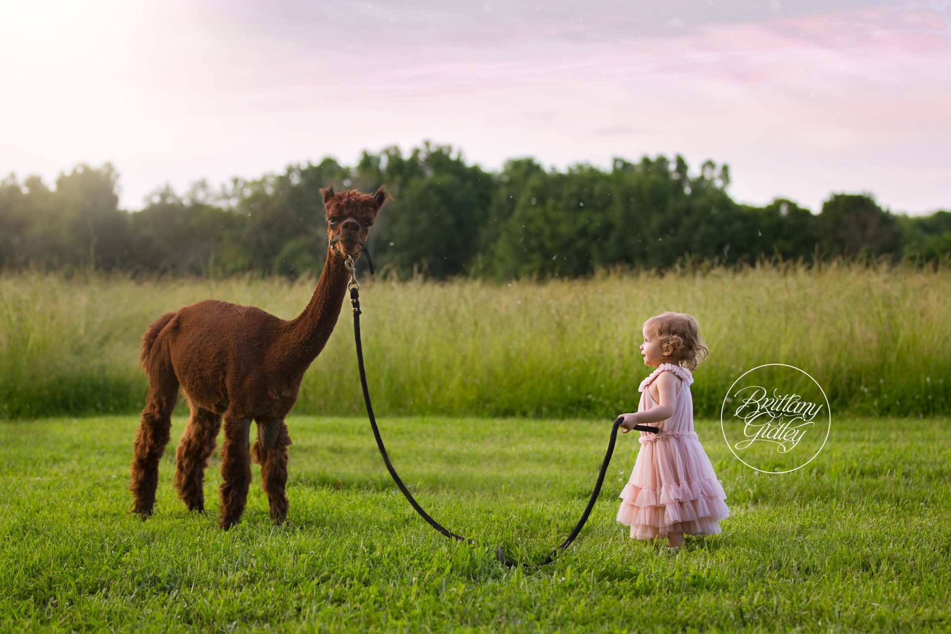 Alpaca Photo Shoot | Farm Photo Shoot | The Cann Family