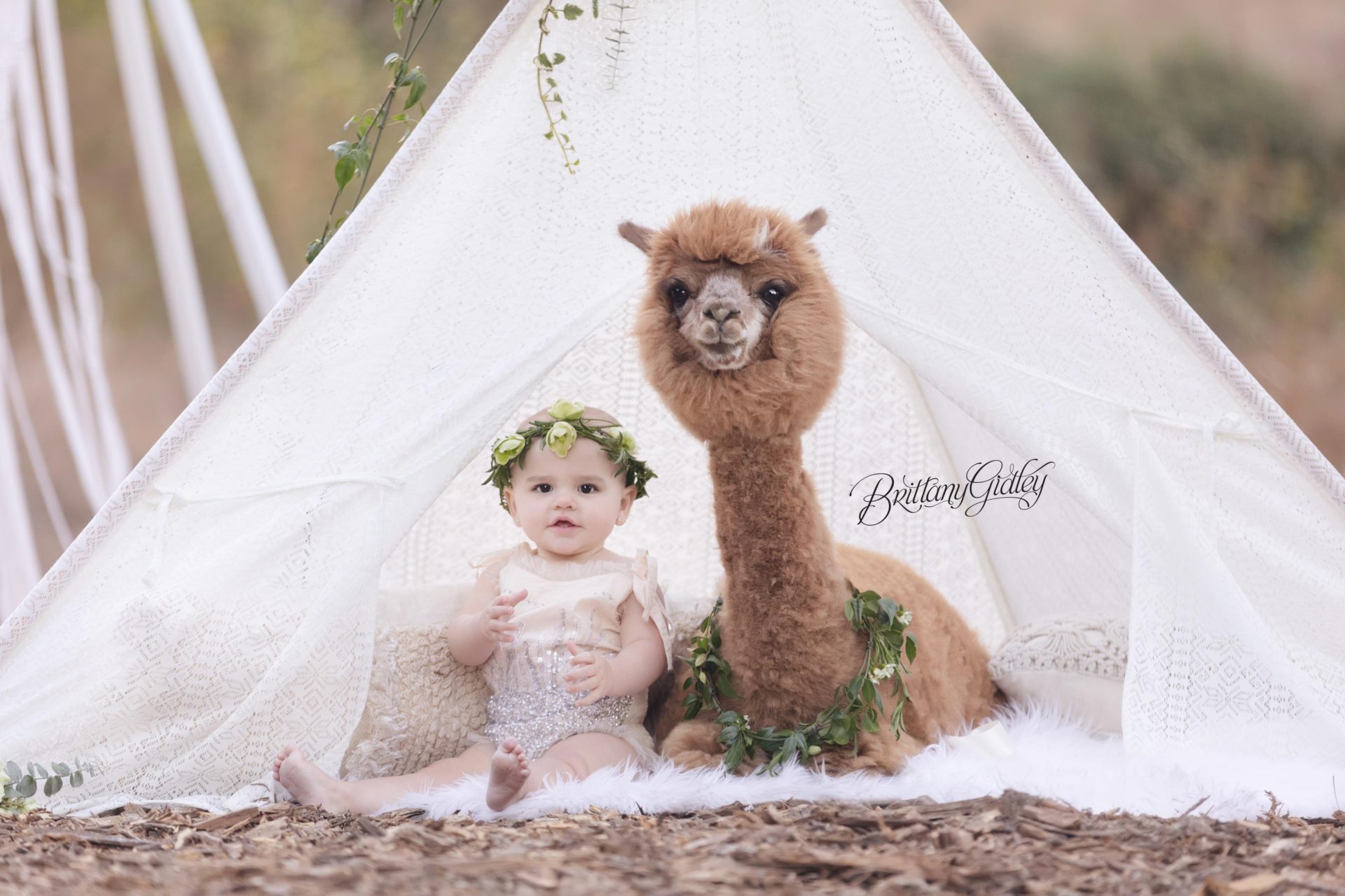 California Baby Photographer | Alpaca Love Dream Session | Child Photo Shoot with an Alpaca | Los Angeles California Child Photographer