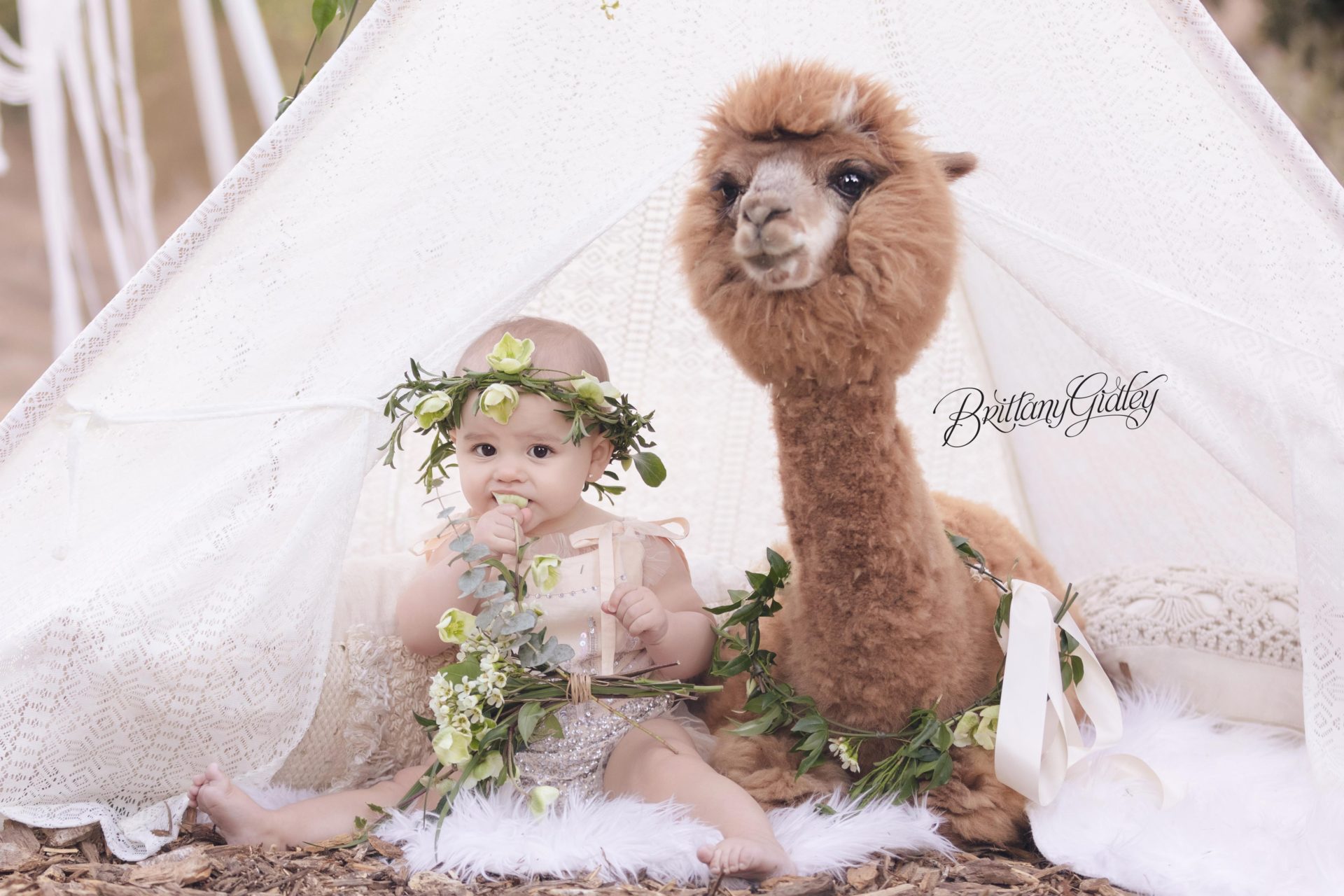 Baby Photo Shoot | Alpaca Love Dream Session | Baby Photo Shoot with an Alpaca | Los Angeles California Baby Photographer