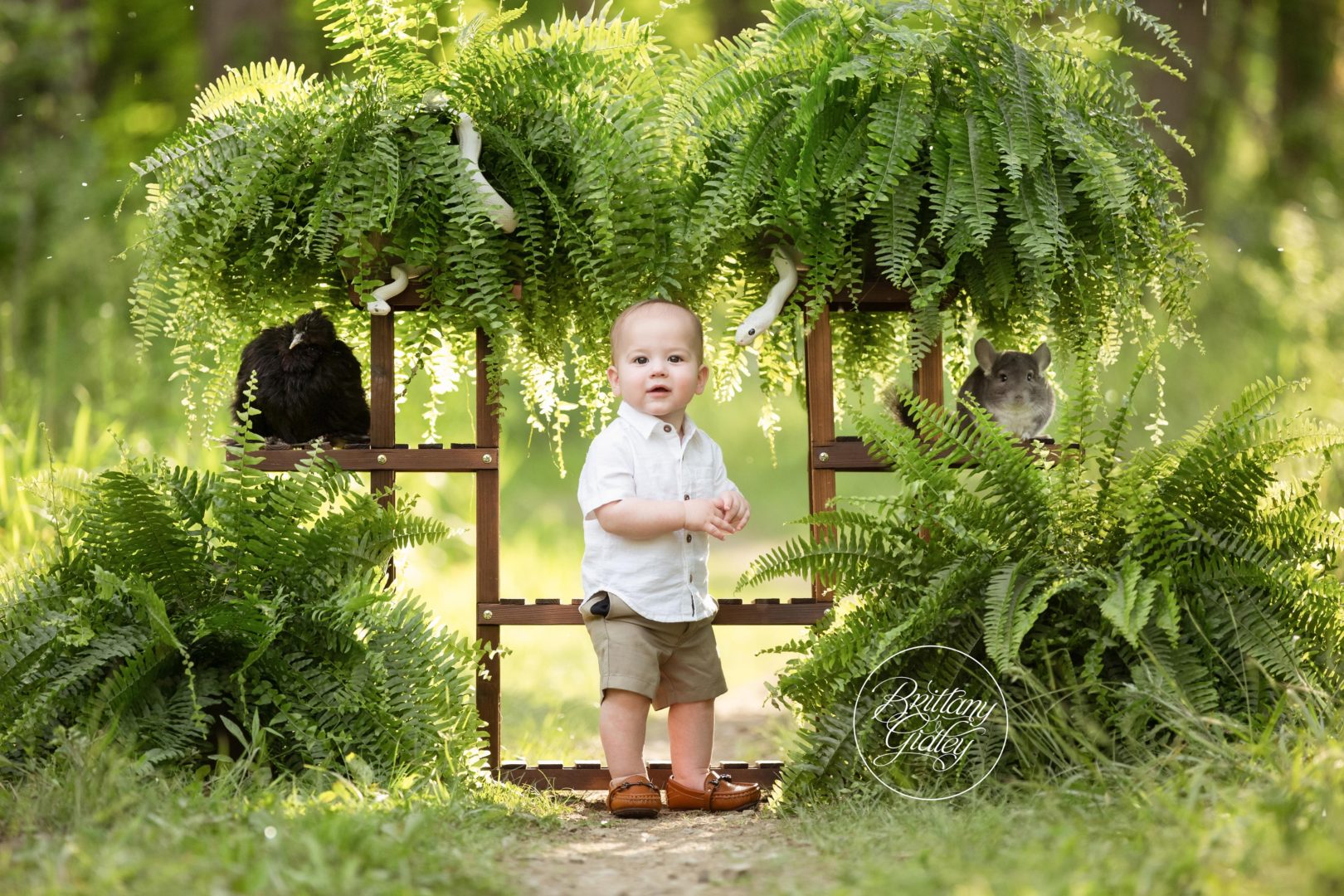 Wild Animal Dream Session | Niko 12 Months