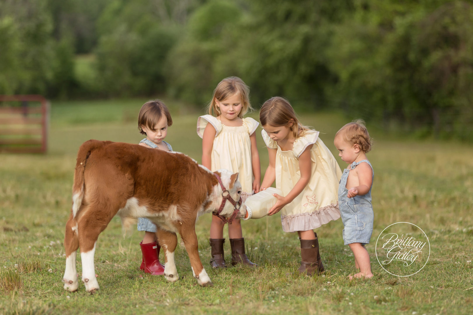 Baby Animal Child Photo Shoot | Pictures of Baby Cow With Children | Farm Theme