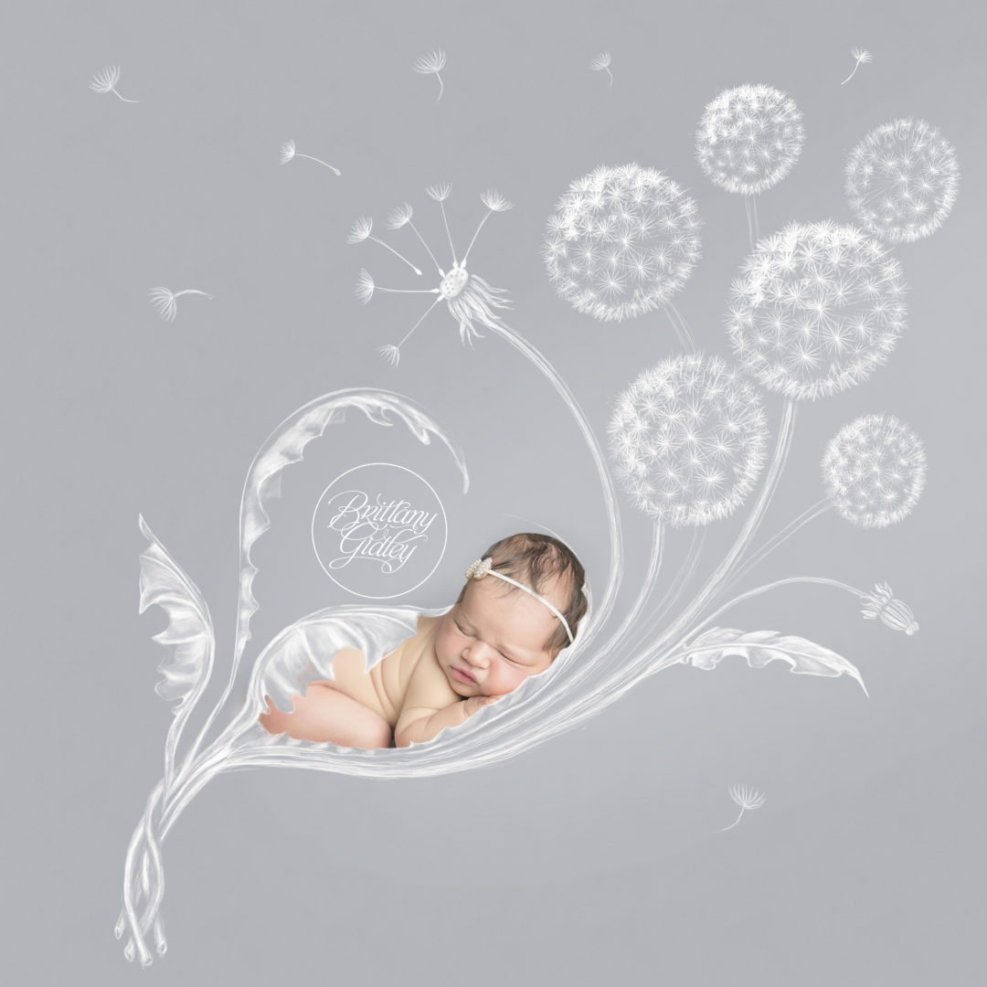 Newborn Photography Cleveland Ohio | Dahlia Dream Session