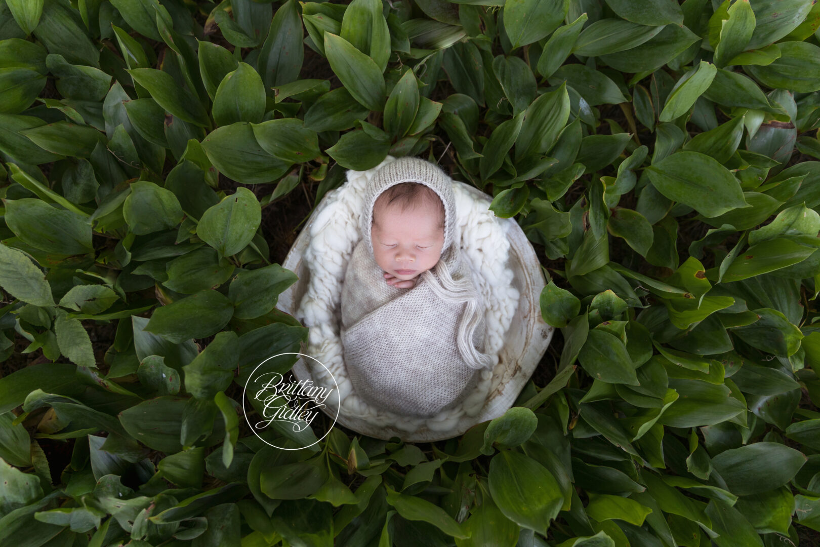 Newborn Dream Session