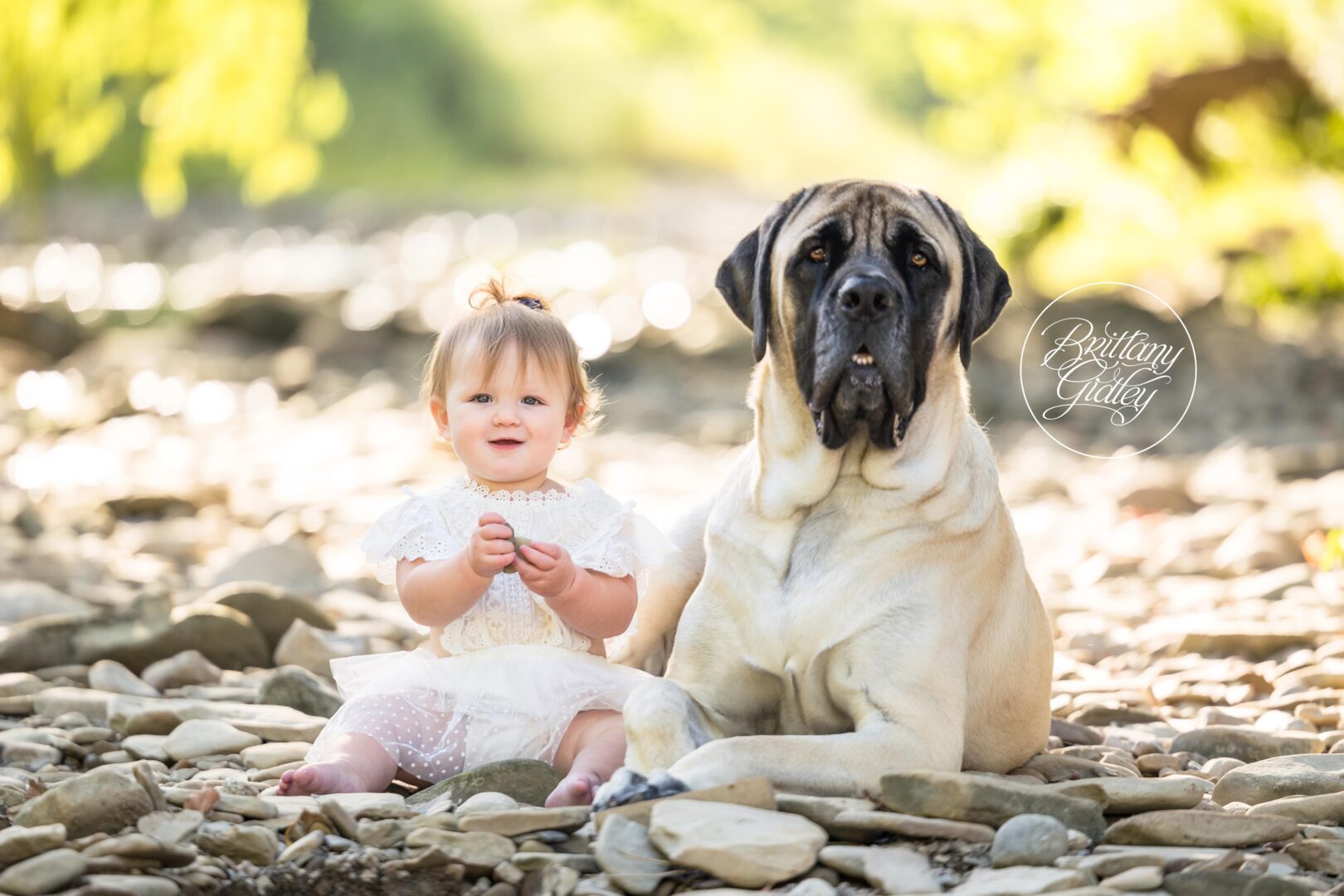 Mastiff Photo Shoot