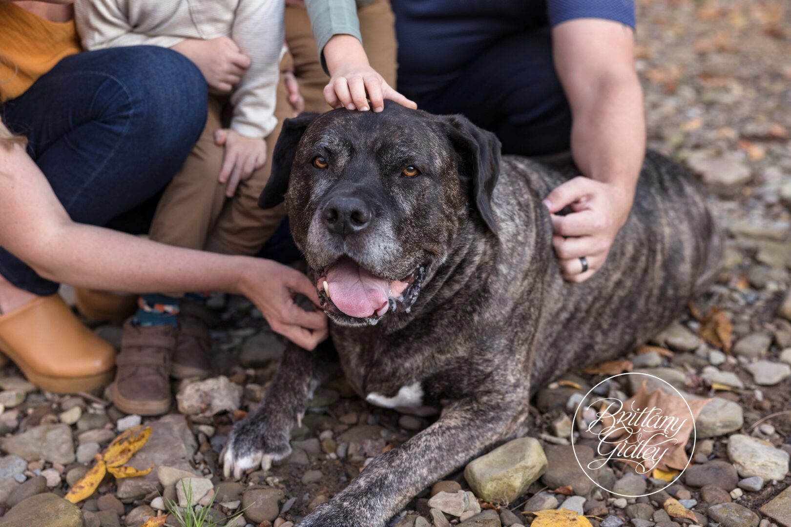 Old Dog Photo Shoot
