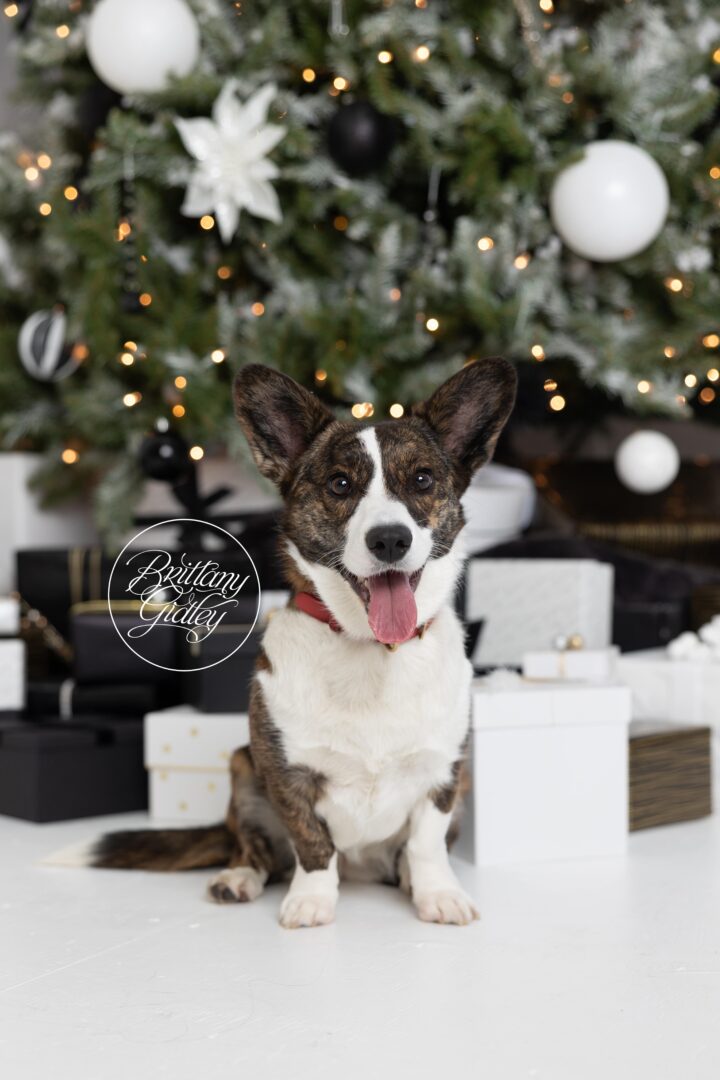 Corgi at Christmas
