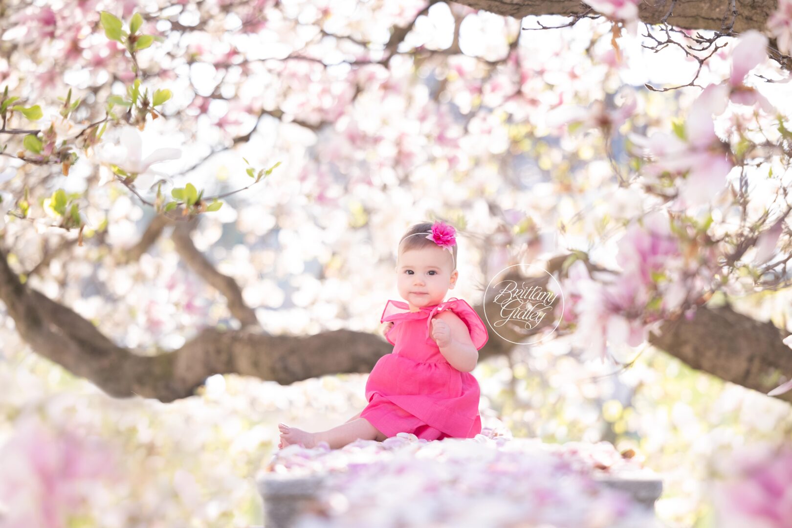 Cleveland Museum of Art Cherry Blossoms Photo Shoot