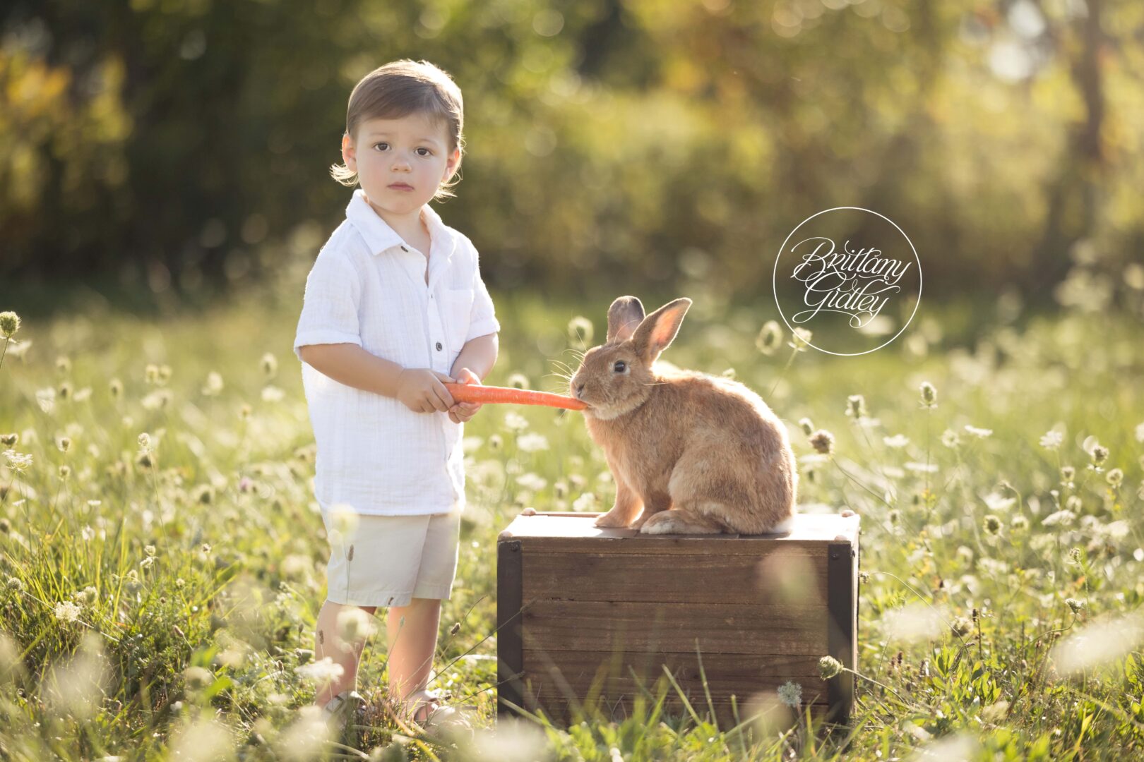 Rabbit Photo Shoot