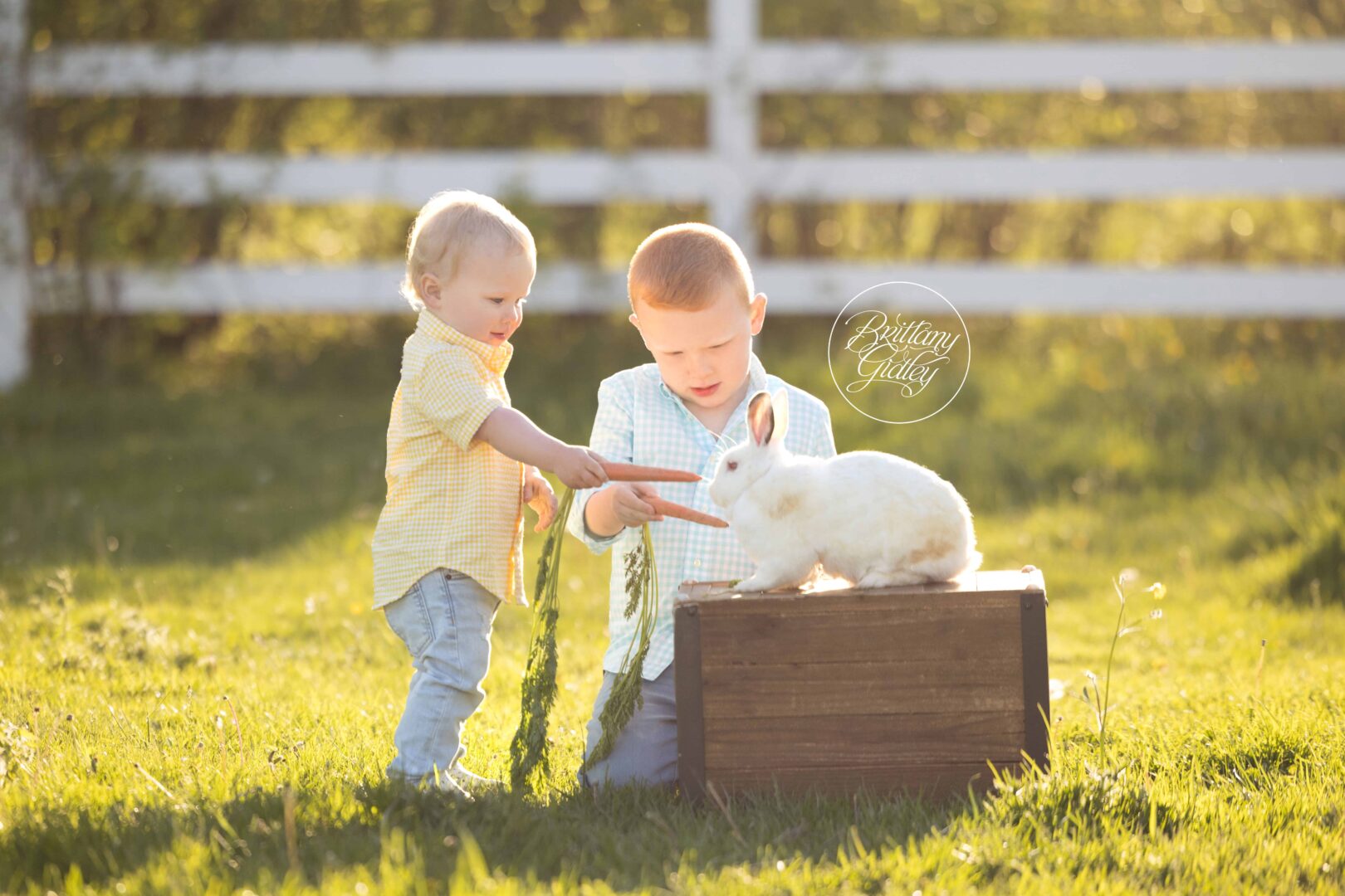 Rabbit Photo Shoot