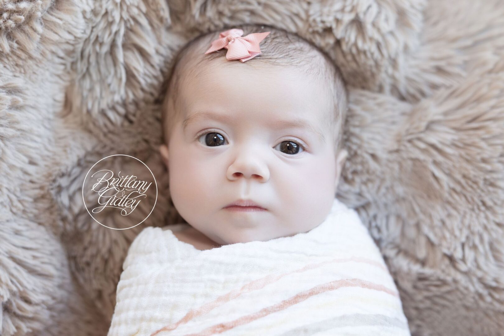 Baby Scottie with big brown eyes and a pink bow on a fur blanket
