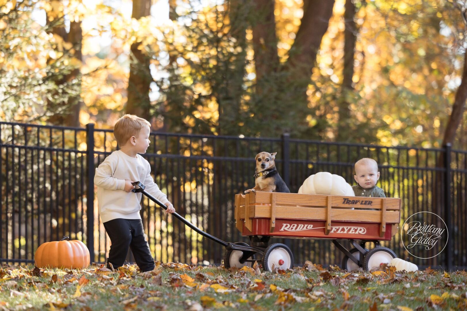 Big brother Miles pulling the red wagon with Nolan and Poppy inside